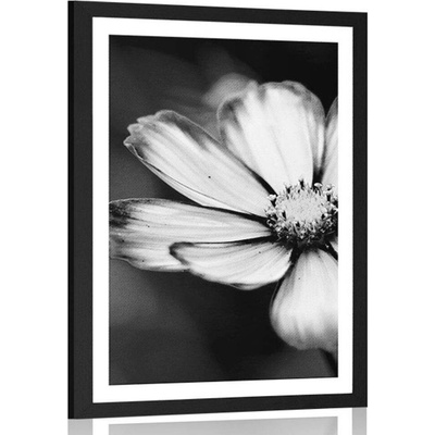 Plakát s paspartou zahradní květ krasulky v černobílém provedení - 40x60 white