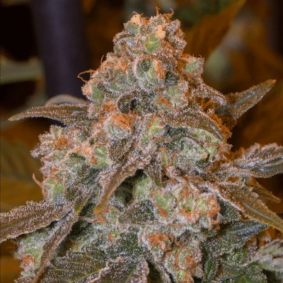 GorillaSilent Seeds Frost semienka neobsahujú THC 5 ks