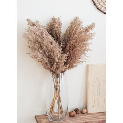 Sušená pampová tráva (pampas) přírodní odstín svazek 10ks, 50-60cm
