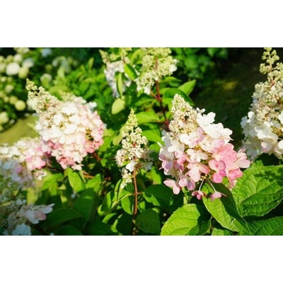 Hortenzie latnatá Hydrangea paniculata Pinky Winky bílo růžová velikost kontejneru 10 l