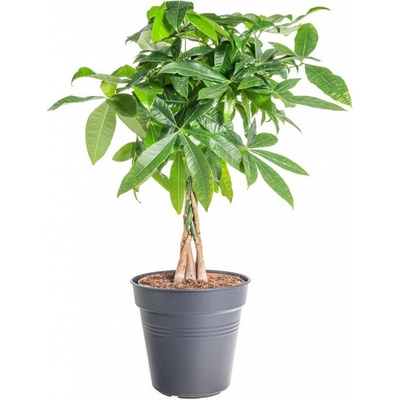 Pachira vodní, Pachira aquatica, průměr květináče 24 cm – Zboží Dáma