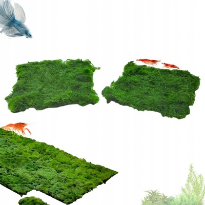 Cladophora aegagropila - Mechová koule – Zboží Dáma