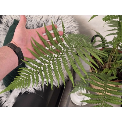 Dicksonia antarctica