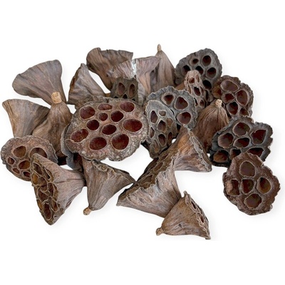 Sušené Lotosové kvety 4-6 cm 25ks - prírodné