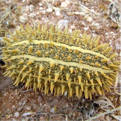 Okrasná okurka Cucumis africanus semena 6 ks