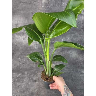 Strelitzia Nicolai 14 cm