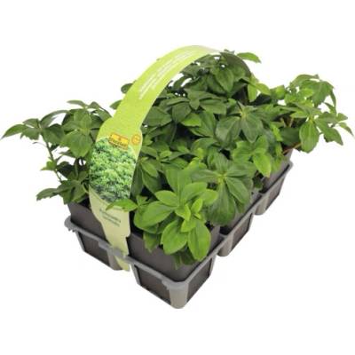 Pachysandra vrcholová FloraSelf Pachysandra terminalis balenie 6 ks
