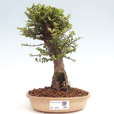 e-bonsai Venkovní bonsai - Ulmus parvifolia Hokkaido - jilm Čínský