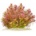 Mayaca sp Santarem Red