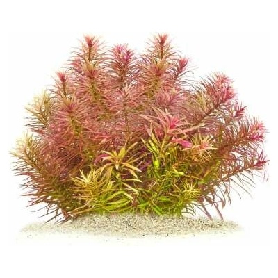 Mayaca sp Santarem Red