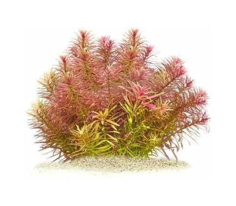 Mayaca sp Santarem Red