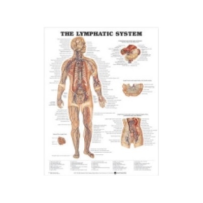 Lymphatic System Anatomical Chart (Anatomical Chart Company)()