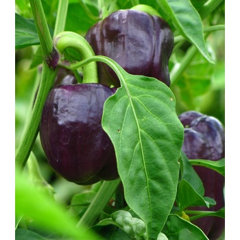 BIO Paprika Babybell chocolate - Capsicum annuum - bio semena papriky - 10 ks