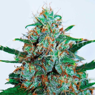 Delicious Seeds Critical Neville Haze AUTO semena neobsahují THC 3 ks
