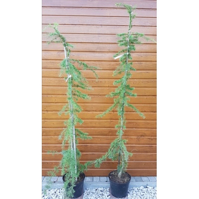 Céder himalájsky (Cedrus deodara ´Pendula´) veľkosť 200cm+