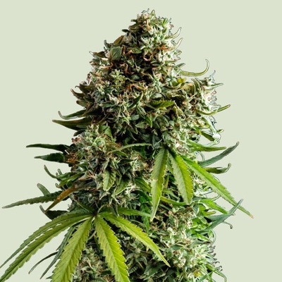 Royal Queen Seeds x Tyson NYC Sour D Auto semienka neobsahujú THC 10 ks