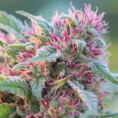 Anesia Seeds Panama Red semienka neobsahujú THC 10 ks