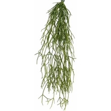 Rhipsalis popínavý, 50cm