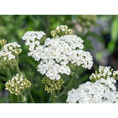Rebríček Schneetaler - Achillea, kont. 0,5 l