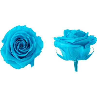Hlavy růží - premium 4 ks Bright turquoise - zářivě tyrkysová