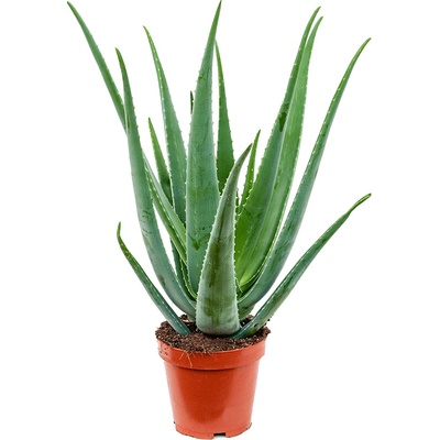 Nieuwkoop Aloe vera barbadensis, průměr 19 cm Aloe pravá