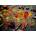 Enjoy - Puzzle World Map in Spices - 1 000 piese