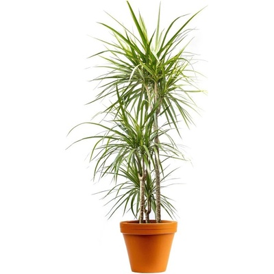 Gardners Dracaena marginata, průměr 24 cm Dracéna lemovaná, dračinec