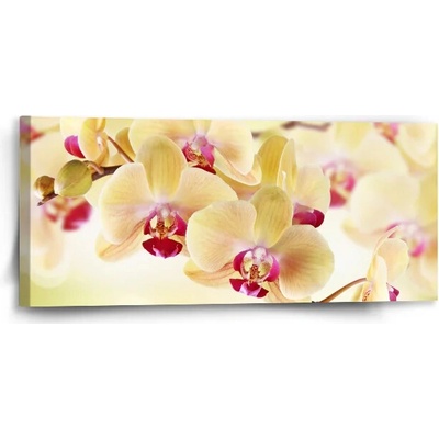 Sablio Obraz Orchidea 2 - 110x50 cm