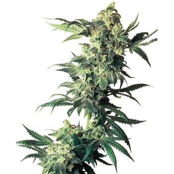 SENSI SEEDS Northern Lights semena neobsahují THC 3 ks