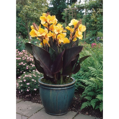 Dosna 'Louis Cottin' 1 ks – Zboží Mobilmania