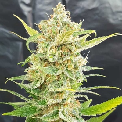 Freedom Of Seeds A Little Kushy AUTO regular semena neobsahují THC 5 ks