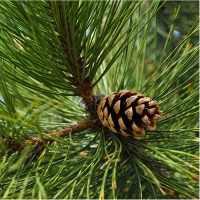 Borovice černá - Pinus nigra - osivo borovice - 4 ks