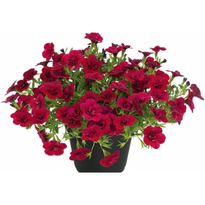 Minipetúnia Million Bells Unique Double Velvet Red