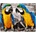 Norimpex - Puzzle Diamant painting: Parrots 30x40cm - 1 - 39 piese