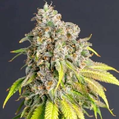 PowerStrains Lemon Haze Original semena neobsahují THC 5 ks