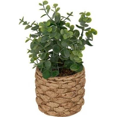 Atmosphera Eukalyptus Jaye v pleteném cementovém květináči, výška 27 cm