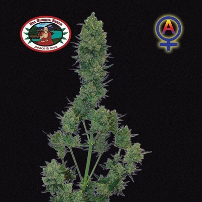 Big Buddha Seeds Blue Cheese Automatic semena neobsahují THC 5 ks