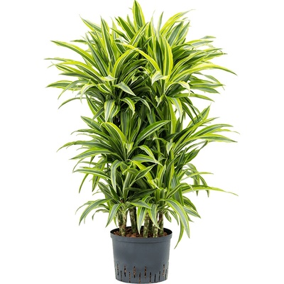 Dracaena fragrans "Lemon lime" 60-Carrousel 25/19 výška 110 cm