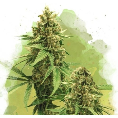 Nirvana Big Bud Auto semienka neobsahujú THC 10 ks
