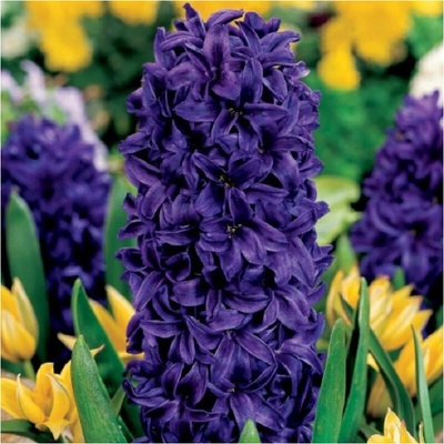 Hyacint Purple Star - Hyacinthus - cibule hyacintu - 1 ks