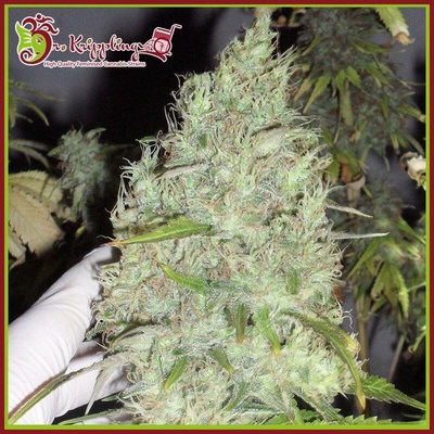 Dr. Krippling Seeds Incredible Bulk semena neobsahují THC 1 ks
