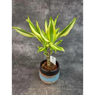 Dracaena Fragrans Yellow Coast (Dracena pro nenáročné kytkaře)
