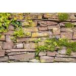 DIMEX ART Флизелинов фототапет стена с растения 375 x 250 см