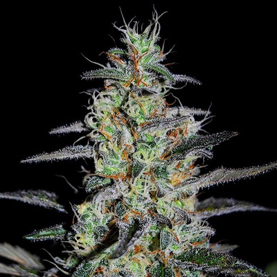 G13 Labs Seeds Blue Cindy semena neobsahují THC 5 ks