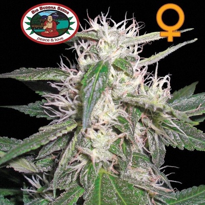 Big Buddha Seeds Cheese Dawg Senena neobsahují THC 5 ks