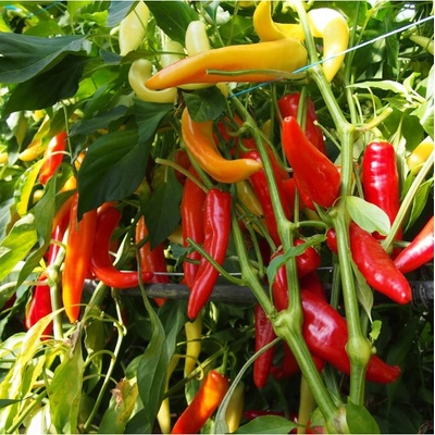 Paprika kozí roh Harriet - Capsicum annuum - semená chilli - 45 ks
