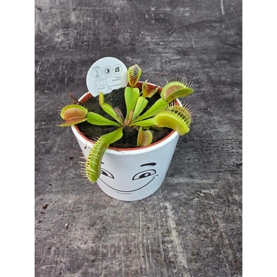 Masožravka Dionaea Muscipula 8 cm (Mucholapka podivná)