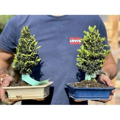 Tis japonský (Taxus cuspidata) - výška 30-40 cm, BONSAJ MISA