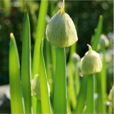 Cibuľa zimná Welsch - Allium fistulosum L. - semiačka - 400 ks