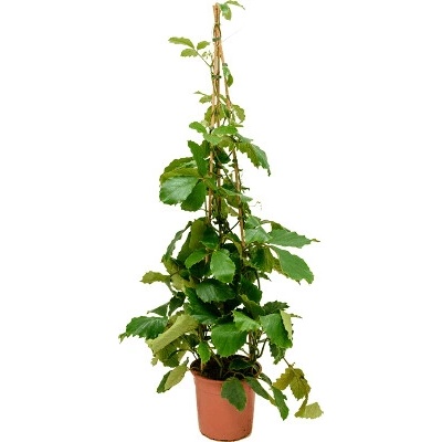Tetrastigma voinierianum pyramid 27x150 cm